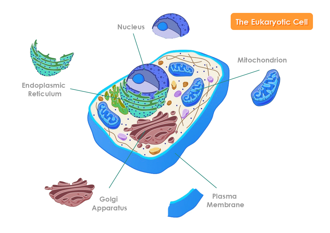 Eukaryotic Cell