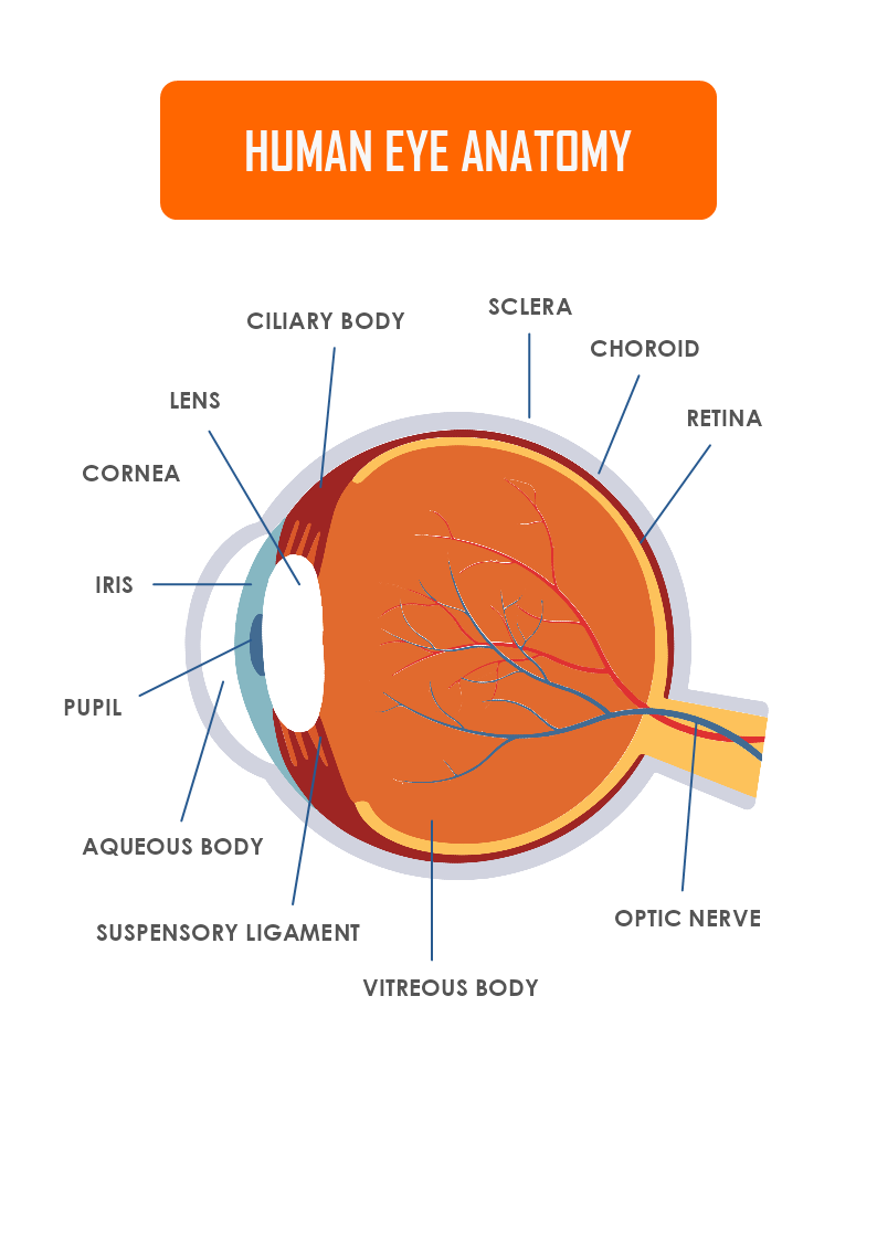 Human Eye Anatomy