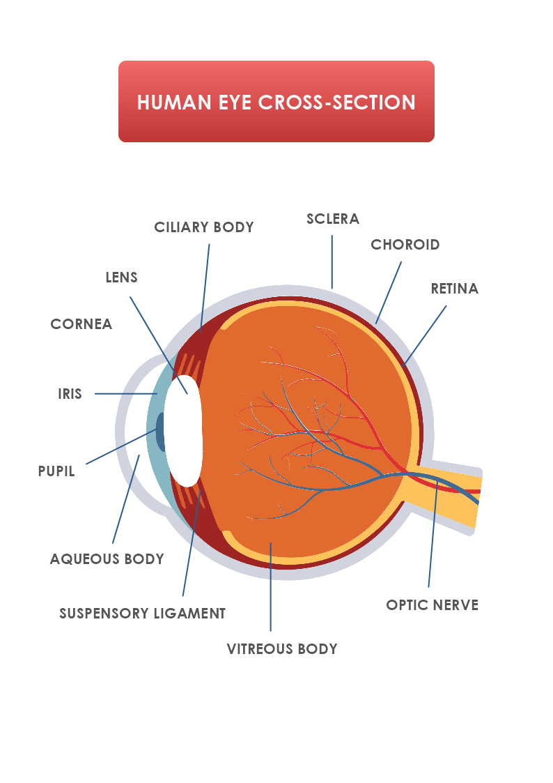 Human Eye Cross Section