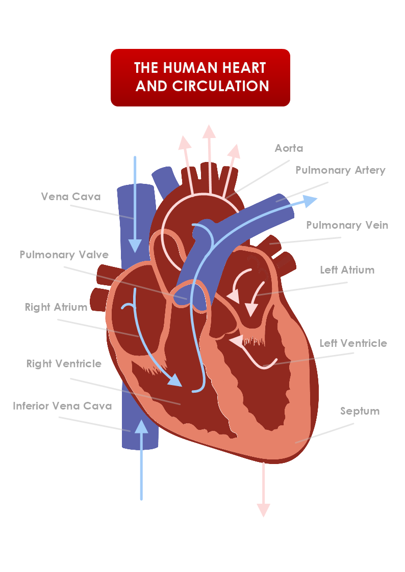 Human Heart Circulation