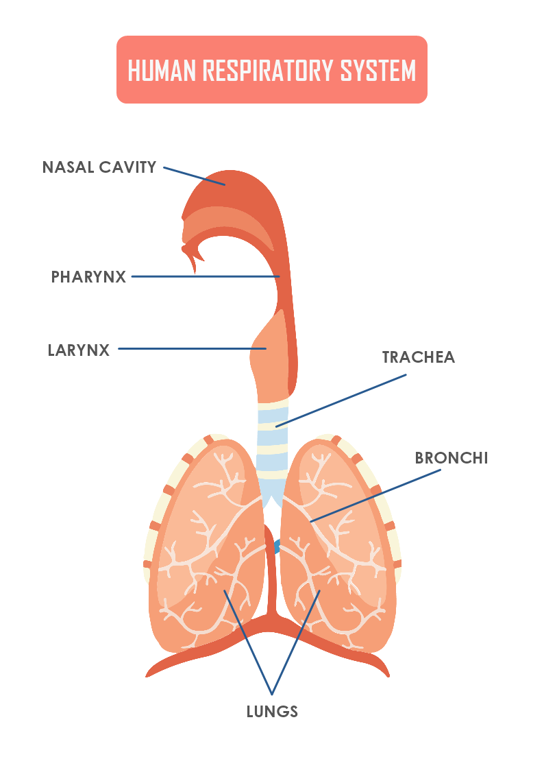 Human Respiratory System