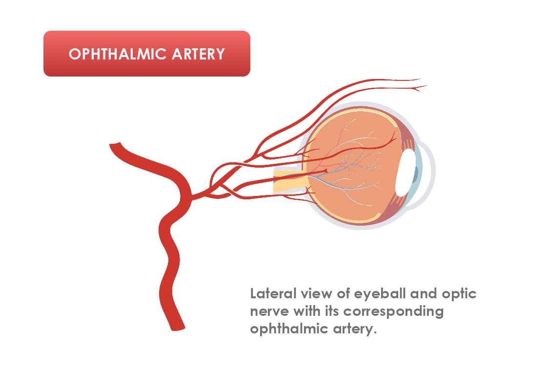 Ophthalmic Artery