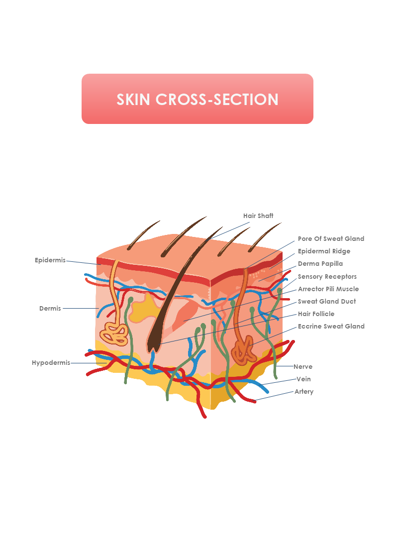 Skin Cross Section