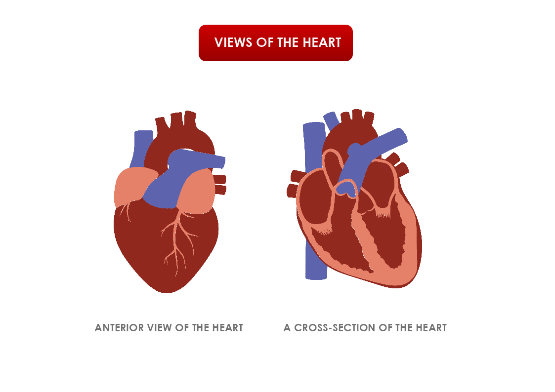 Views of Heart