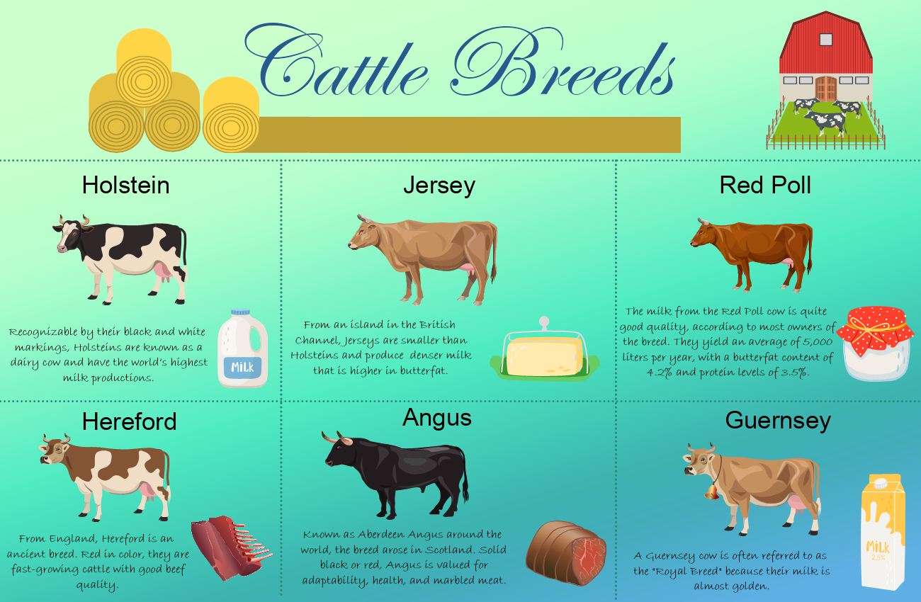 Cattle Breeds