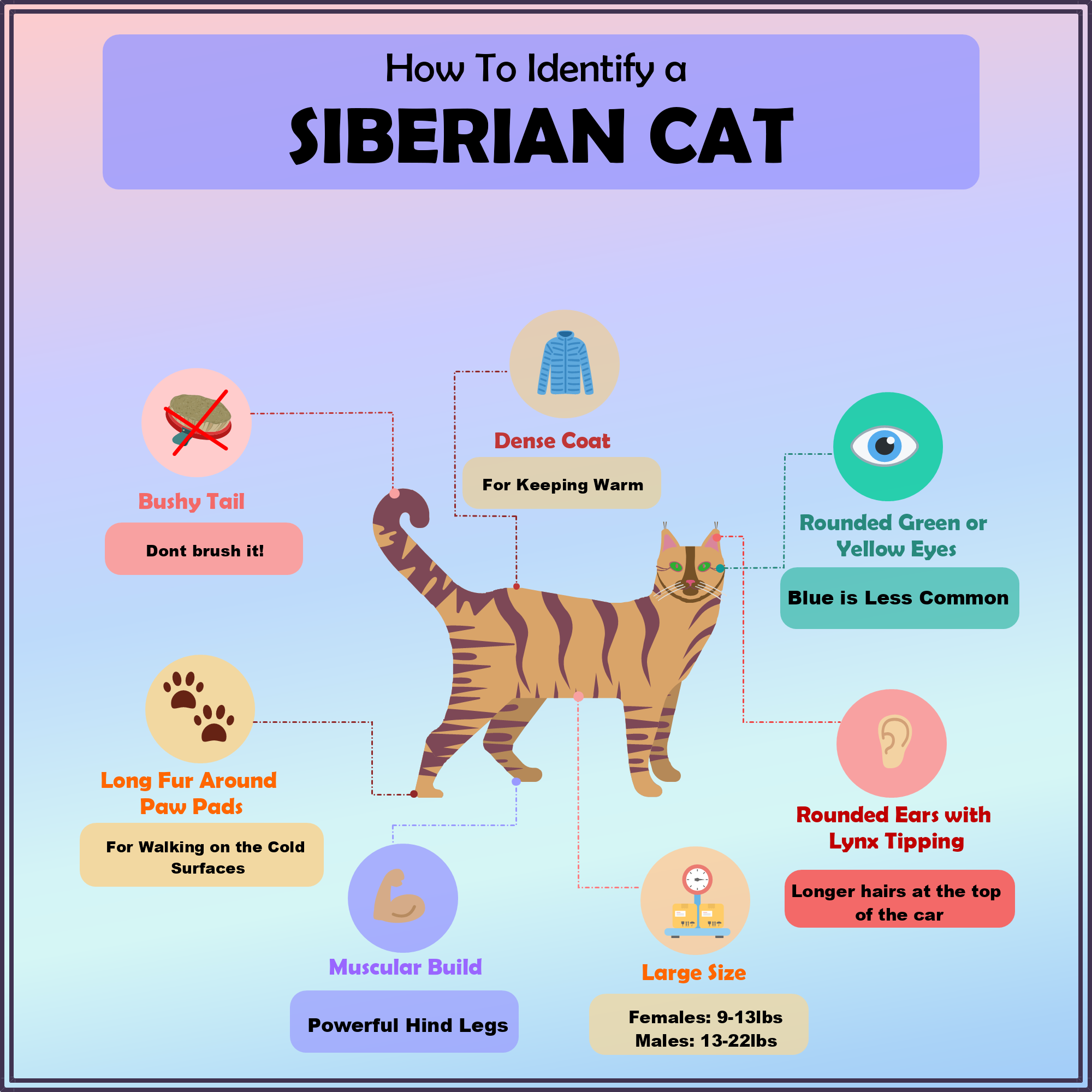 How to Identify A Siberian Cat