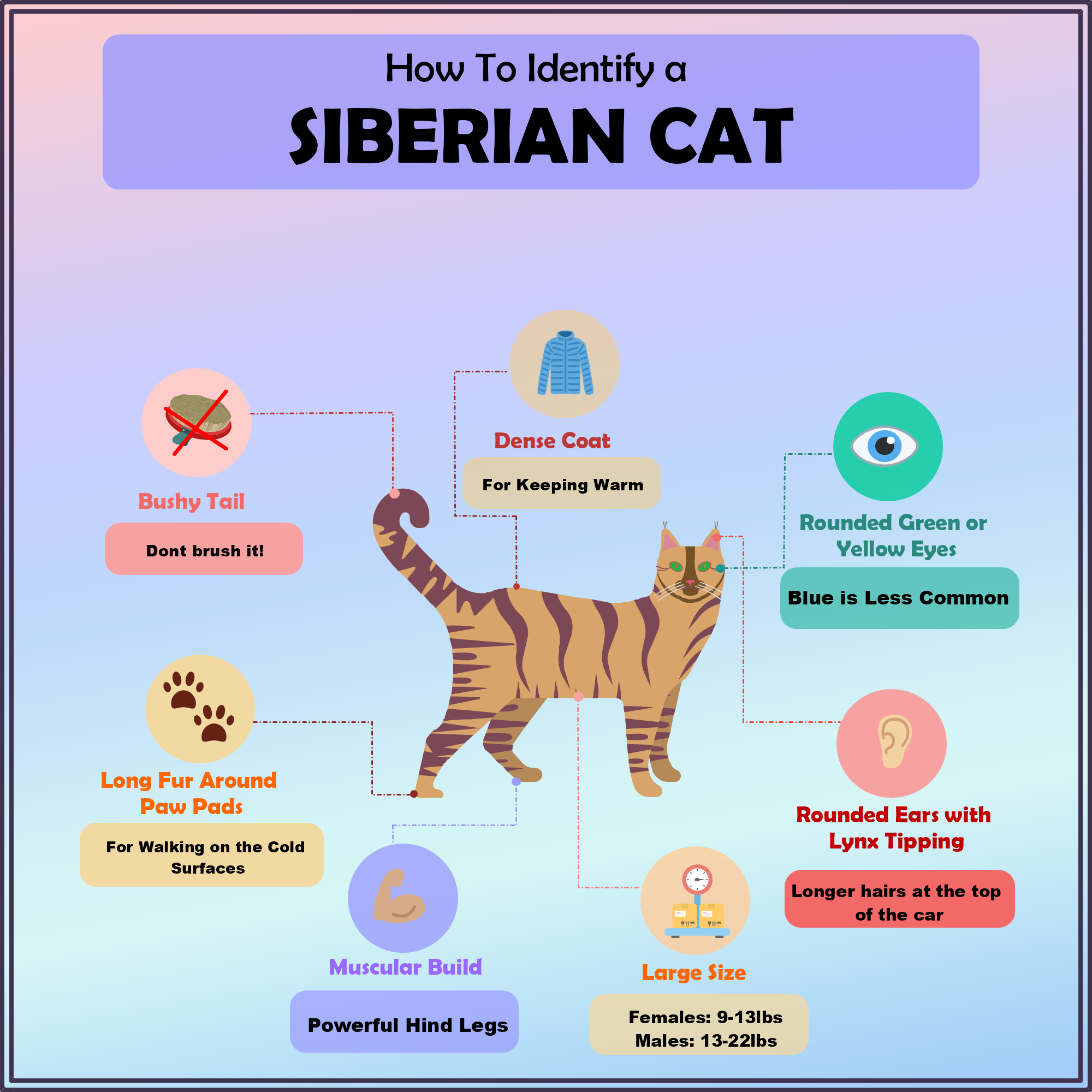 How to Identify ASiberian Cat