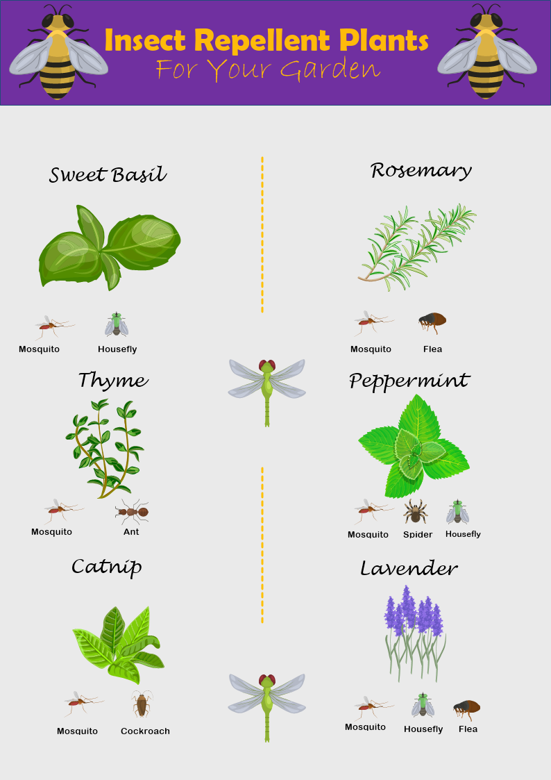 Insect Repellent Plants