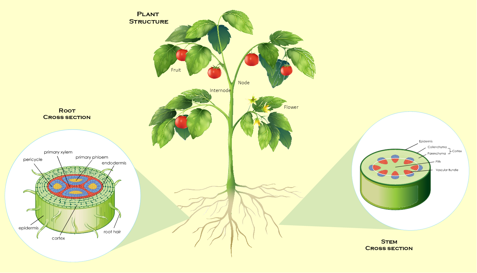 Plant Structure